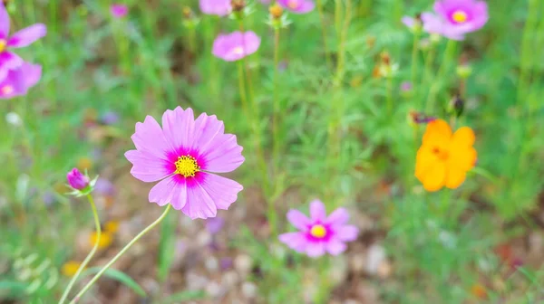 Flor Cosmos Jardim — Fotografia de Stock