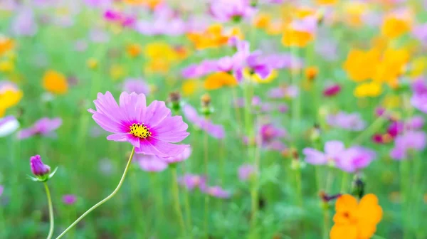 Kosmos Blomma Trädgården — Stockfoto