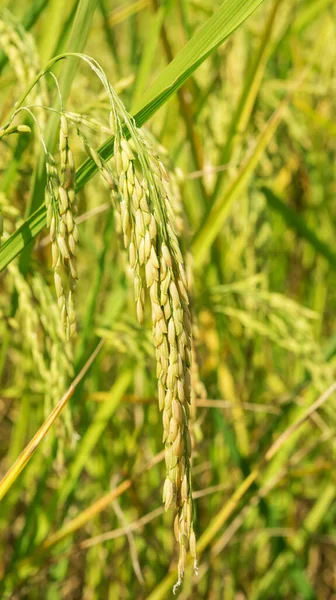 Close Uma Planta Arroz Orelha Tailândia — Fotografia de Stock