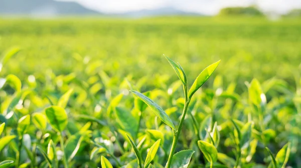 Zbliżenie Plantacji Zielonej Herbaty — Zdjęcie stockowe