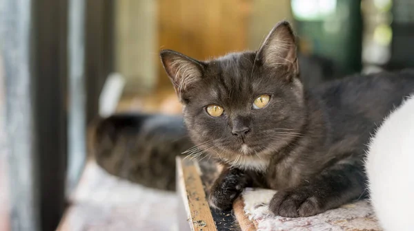 Gato Cinza Escuro Deitado Perto Uma Janela — Fotografia de Stock