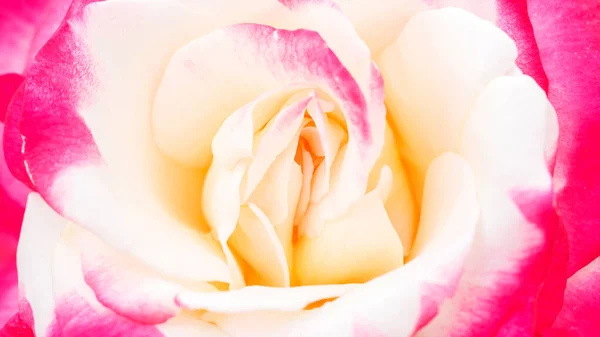 Крупним Планом Біло Рожева Квітка Троянди Фону — стокове фото