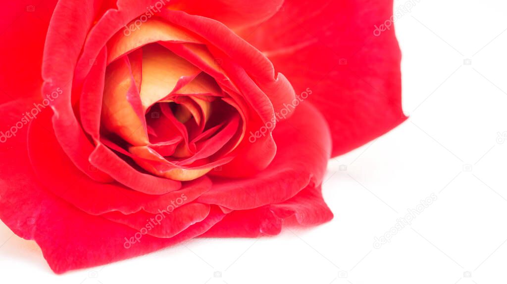 Red rose flower on a white background.