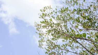 Gökyüzü arka planında Fildişi Sahili Badem Ağacı dalları.