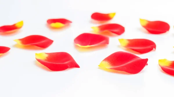 Beyaz arkaplanda kırmızı gül çiçeği.