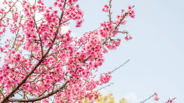 Fiori Ciliegio Rosa Sakura Giardino — Foto Stock