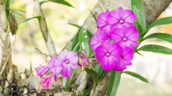Orchidée Violette Fleur Dans Jardin — Photo