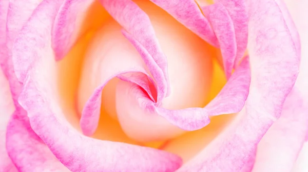 Крупним Планом Рожева Квітка Троянди Фону — стокове фото