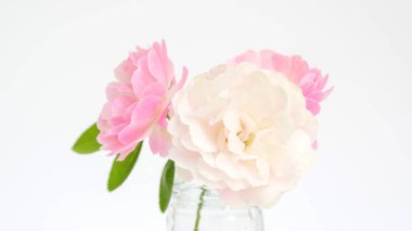 Beyaz arkaplanda bir vazoda gül çiçeği.