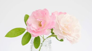 Beyaz arkaplanda bir vazoda gül çiçeği.