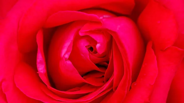 Gros Plan Fleur Rose Rouge Pour Fond — Photo