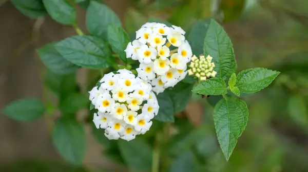 Bahçedeki beyaz çalı çiçeği.