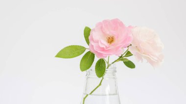 Beyaz arkaplanda bir vazoda gül çiçeği.