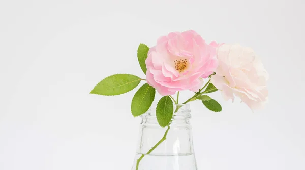 Beyaz arkaplanda bir vazoda gül çiçeği.