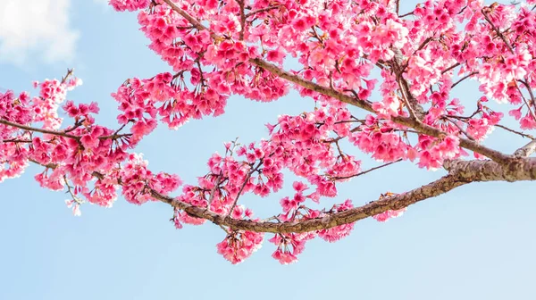 Flor Cereja Rosa Sakura Jardim — Fotografia de Stock