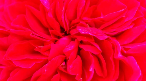 以红玫瑰花为背景的特写 — 图库照片
