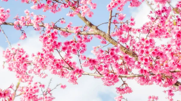 Flor Cereja Rosa Sakura Jardim — Fotografia de Stock