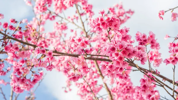 Flor Cereja Rosa Sakura Jardim — Fotografia de Stock