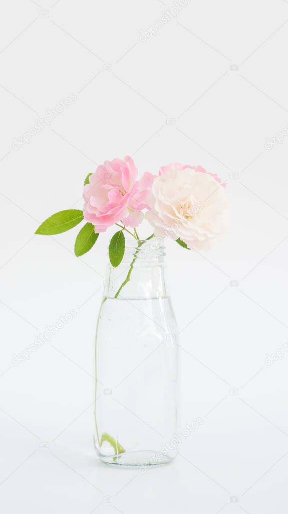 Rose flower in a vase on a white background.