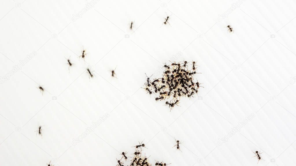 Black ants on a whiteboard.
