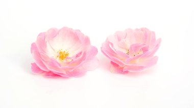 Beyaz arkaplanda pembe gül çiçeği.