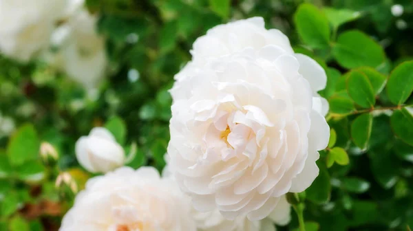 Білі Троянди Квітка Саду — стокове фото