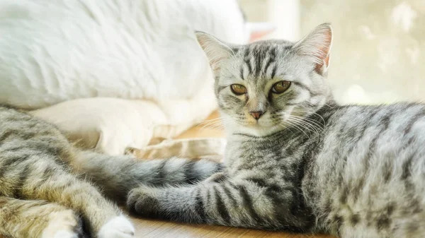 灰色の縞模様の子猫が部屋に横たわっている — ストック写真