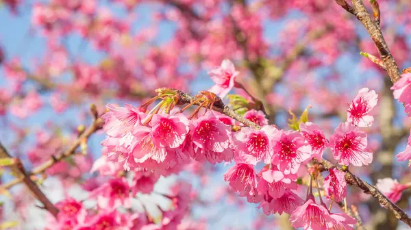 Fiori Ciliegio Rosa Sakura Giardino — Foto Stock