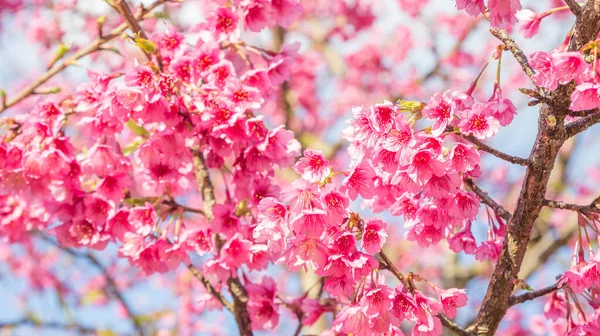 Fleur Cerisier Rose Sakura Dans Jardin — Photo
