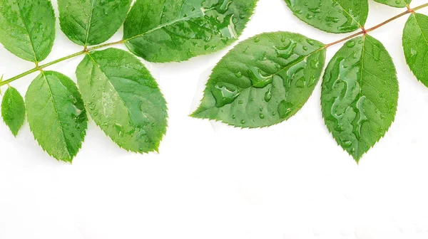 Beyaz arkaplanda yeşil gül yaprakları ve damlalar.