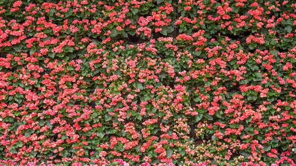 Red Begonia Flor Jardim — Fotografia de Stock