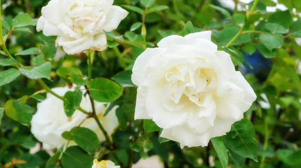 Witte Rozen Bloem Tuin — Stockfoto