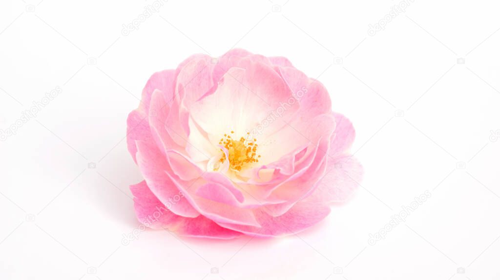 Pink rose flower on a white background.