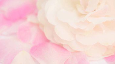 Arka plan için beyaz ve pembe gül çiçeğini kapat, yumuşak odak.