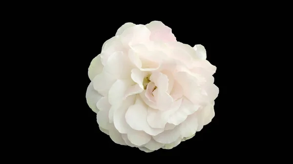 Siyah arkaplanda beyaz gül çiçeği.