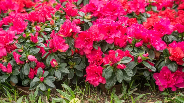 Röd Azalea Blomma Trädgård — Stockfoto