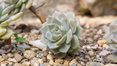 Bahçedeki sulu kaktüse yakın..