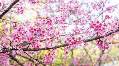 Bahçede pembe kiraz çiçeği (sakura).