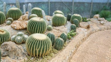 Bahçedeki kaktüse yakın..