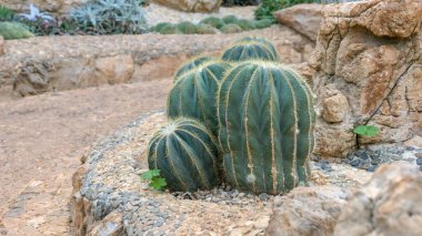 Bahçedeki kaktüse yakın..