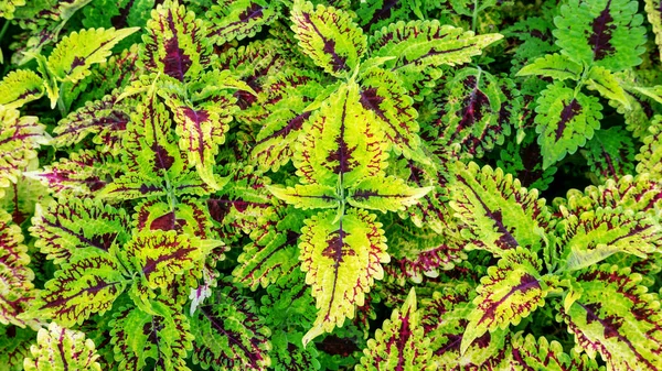 Colorful Coleus Plant Garden — Stock Photo, Image