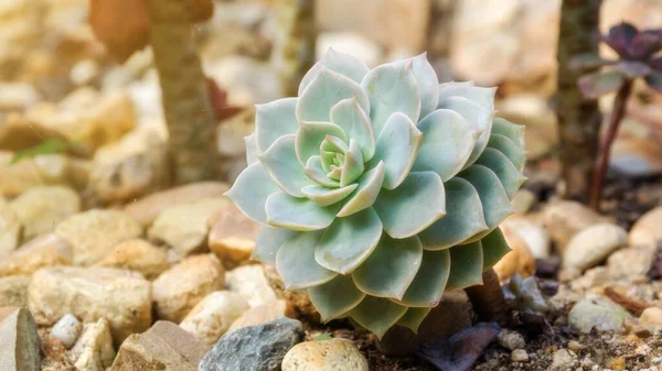 Nahaufnahme Von Kakteen Einem Garten — Stockfoto