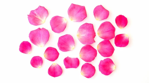 Пелюстки Рожевої Троянди Білому Тлі — стокове фото