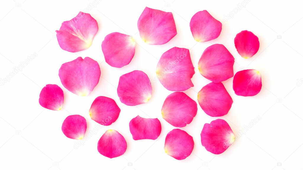 Petals of pink rose on a white background.