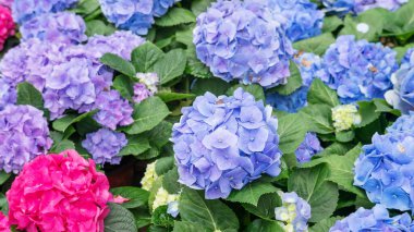 Bahçedeki mavi ortanca çiçeği.