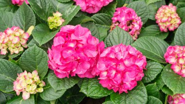 Bahçedeki pembe ortanca çiçeği..