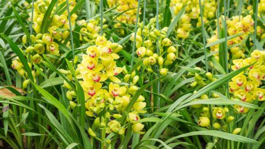 Bahçedeki sarı Cymbidium çiçeği.