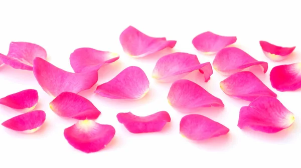 Пелюстки Рожевої Троянди Білому Тлі — стокове фото