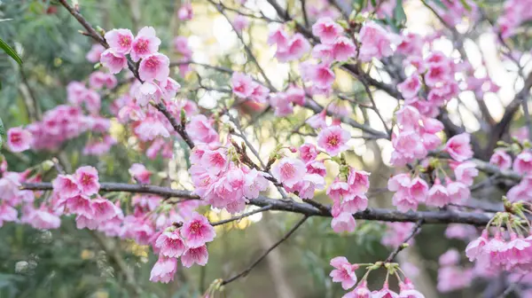 Fleur Cerisier Rose Sakura Dans Jardin — Photo