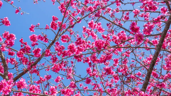 Bahçede pembe kiraz çiçeği (sakura).